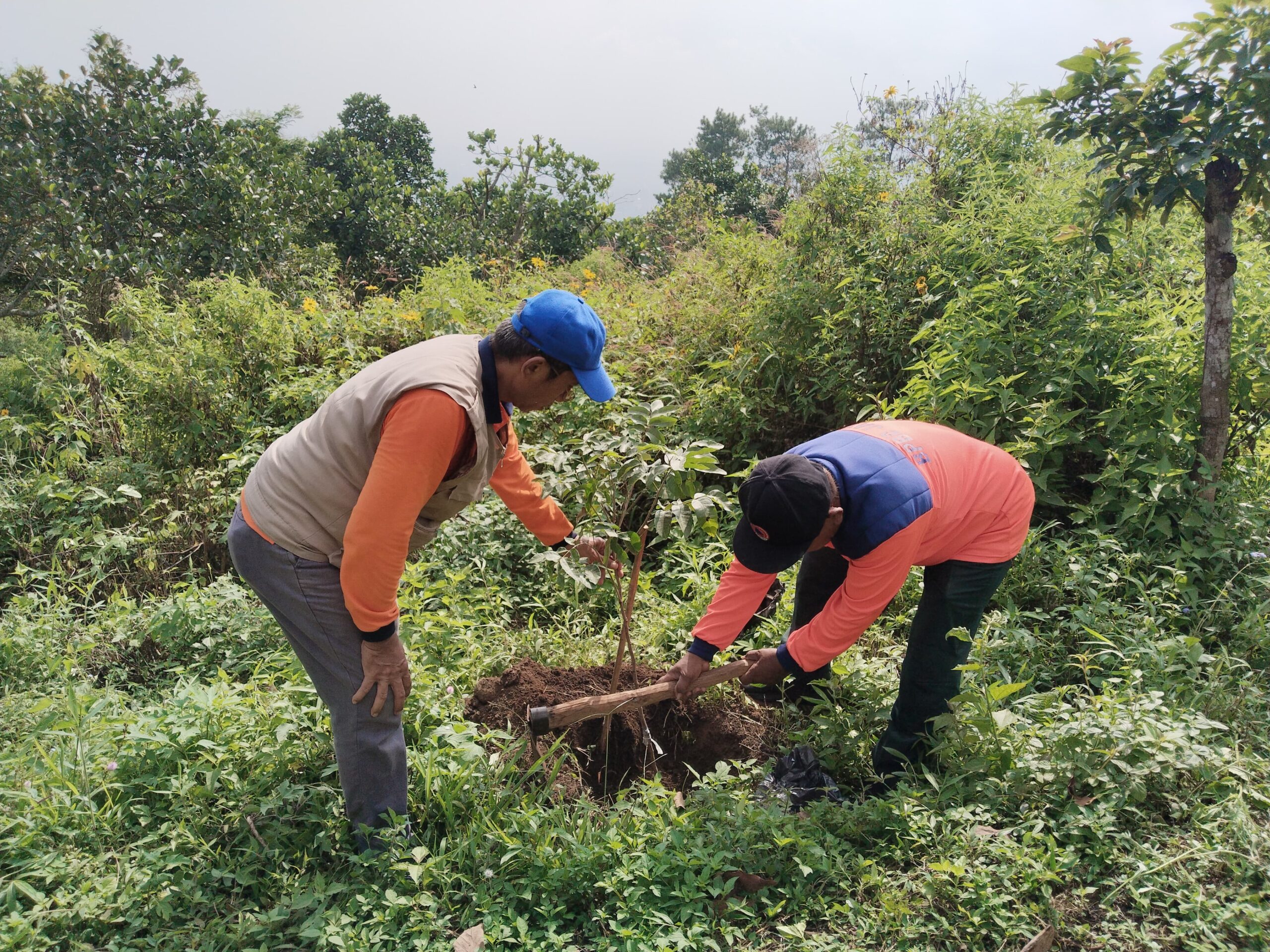 Wujud Cinta Alam, Jurnalis Grahadi dan BPBD Tanam Ratusan Pohon di Gunung Lorokan